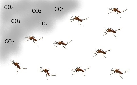 Autorizan el dióxido de carbono generado por combustión de gases como atrayente de insectos